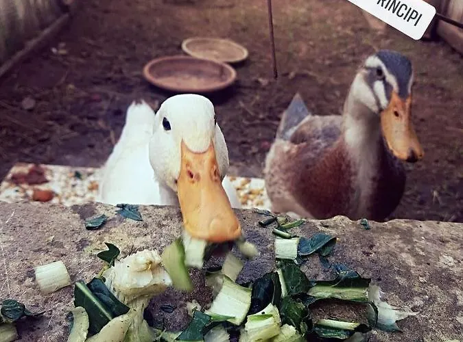 Il Casale Dei Principi Bed & Breakfast 4*