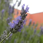 Il Casale Dei Principi Bed & Breakfast Lecce