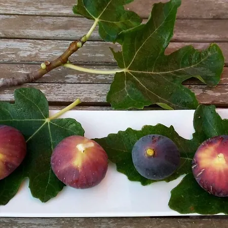 Il Casale Dei Principi Bed & Breakfast Lecce