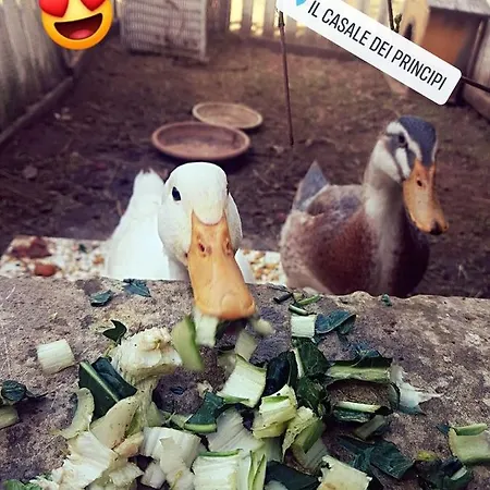 Il Casale Dei Principi Bed & Breakfast 4*