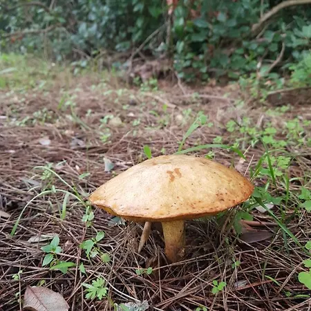 Il Casale Dei Principi 4* レッチェ