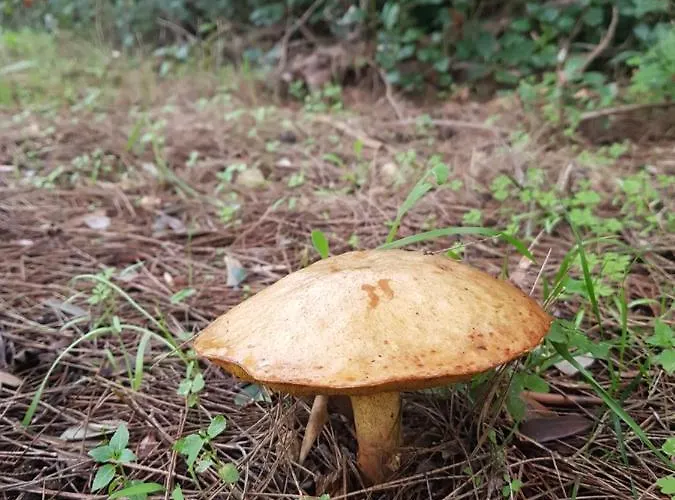 Il Casale Dei Principi 4* ليتشي